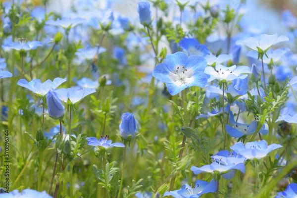 Fototapeta 公園に咲くネモフィラ