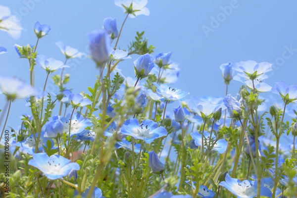 Fototapeta ネモフィラ