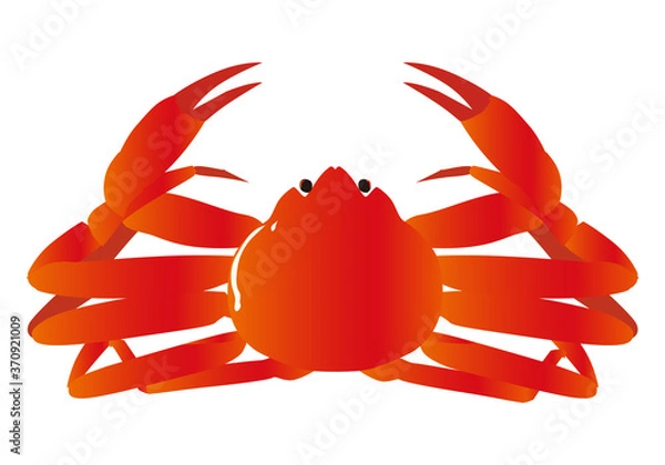 Fototapeta リアルなカニ・ズワイガニのイラスト