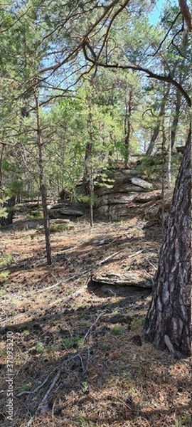 Obraz forest in autumn