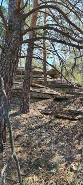 Obraz Forest thicket. Pinery.