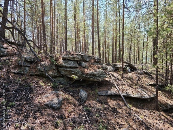 Obraz Coniferous forest. Natural landscape.