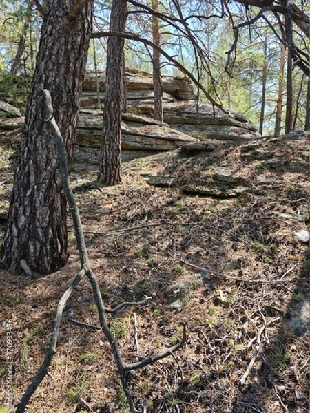 Obraz forest in autumn