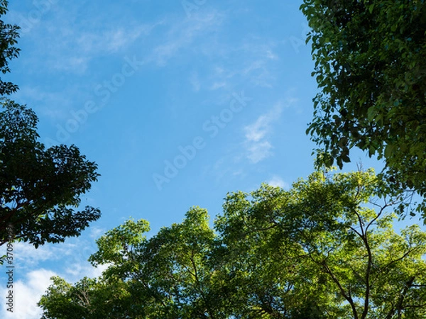 Obraz 紅葉と楠木と青い空