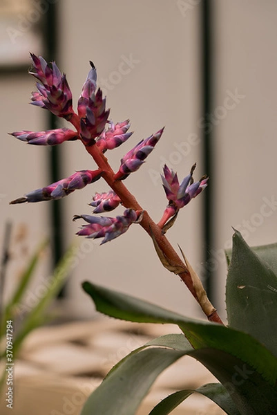 Obraz Close-up of Bromeliad Aechmea fendleri (Aechmea porteoides) on a defocused light background. 