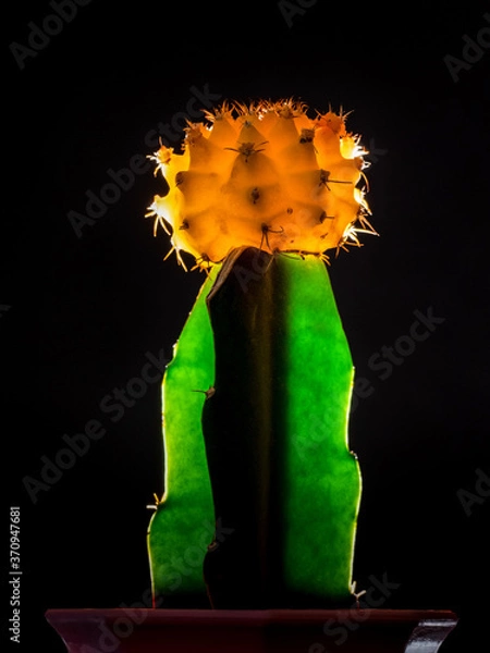 Obraz Back lit yellow moon cactus in a pot