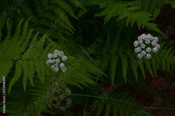 Fototapeta green fern