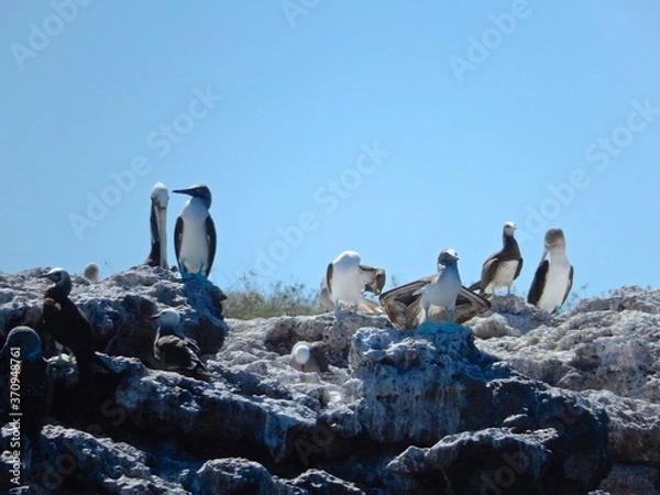 Obraz アオアシカツオドリ