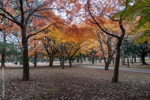 Fototapeta 代々木公園