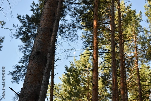 Fototapeta The moon in the forest