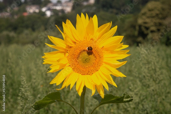 Fototapeta Biene auf einer Sonnenblume