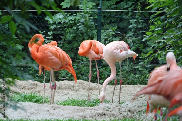 Obraz roter Flamingo