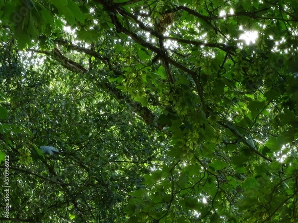 Obraz grünes Blätterdach