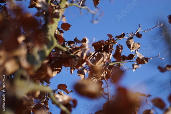 Obraz Blätter im Herbst