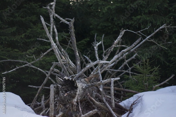 Obraz entwurzelter Baum