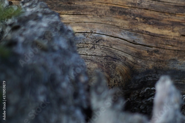 Obraz Baum ohne Rinde