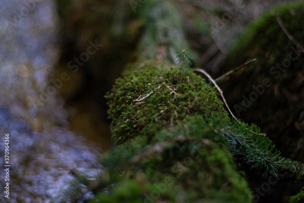 Obraz Ast über dem Fluss