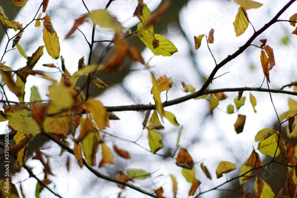 Obraz Herbstblätter