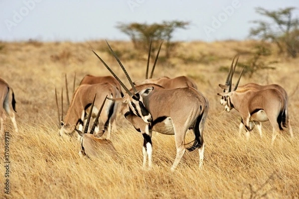 Obraz Beisa Oryx, oryx beisa, Herd in Savannah, Masai Mara Park in Kenya
