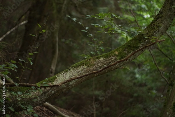 Obraz aufsteigender Ast