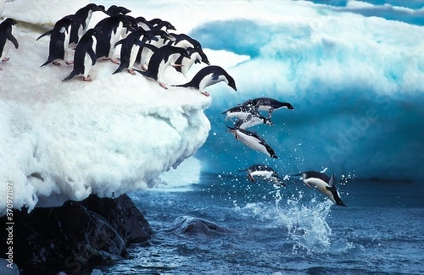 Fototapeta Adelie Penguin, pygoscelis adeliae, Group Leaping into Ocean, Paulet Island na Antarktydzie