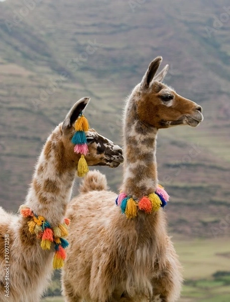 Obraz Llama, lama glama, Adults wearing Pompoms, near Cuzco in Peru