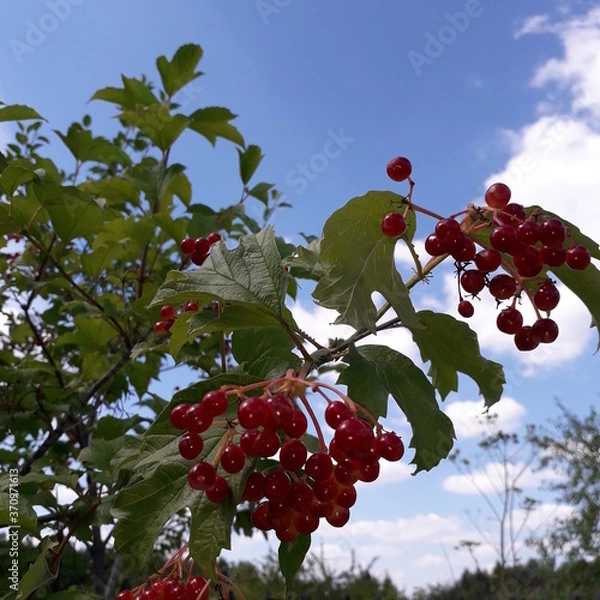 Obraz Viburnum