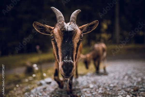 Obraz Ich hab Dich im Auge