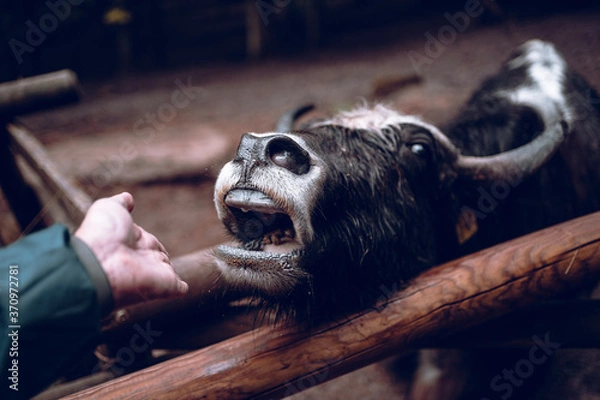 Obraz Hungriger Wasserbüffel