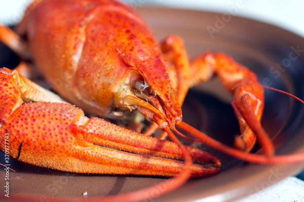 Obraz cooked lobster on a white background