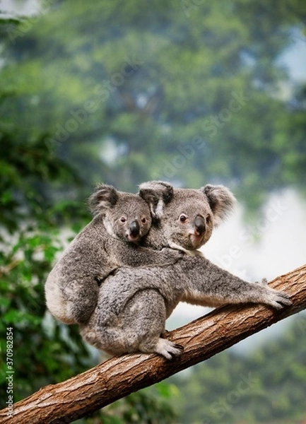 Obraz Koala, phascolarctos cinereus, Mother with Young standing on Branch