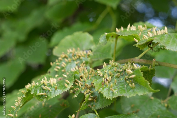 Obraz tree suffers from infection in summer, gall mite
