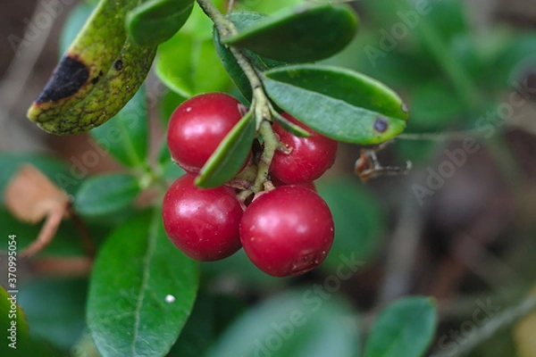 Fototapeta cranberry berries turn red on a twig