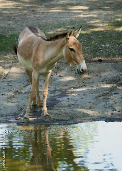 Obraz donkey in water