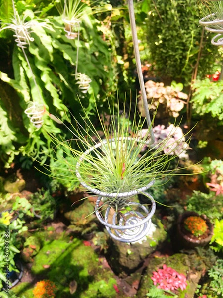 Fototapeta Orchids in the wind