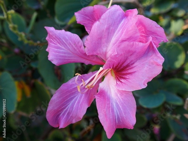 Obraz 南国リゾート　花