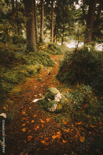 Obraz Durch den Wald