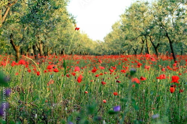 Fototapeta fioritura di primavera