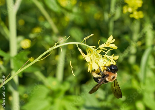 Obraz bee on yellow flower