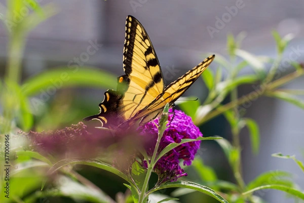 Obraz butterfly on flower