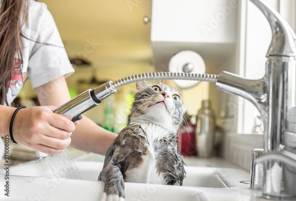 Fototapeta Funny terrified expression of cat being given a bath in kitchen sink