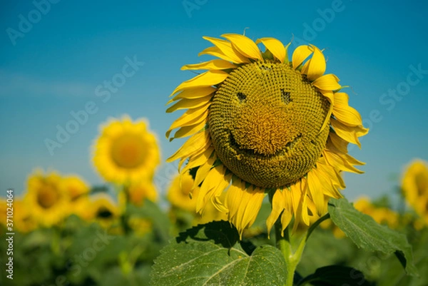 Fototapeta Large sunflower in the field. Smiley on a sunflower. A face with a smile from seeds on a sunflower. Happy summer. Sunflower field