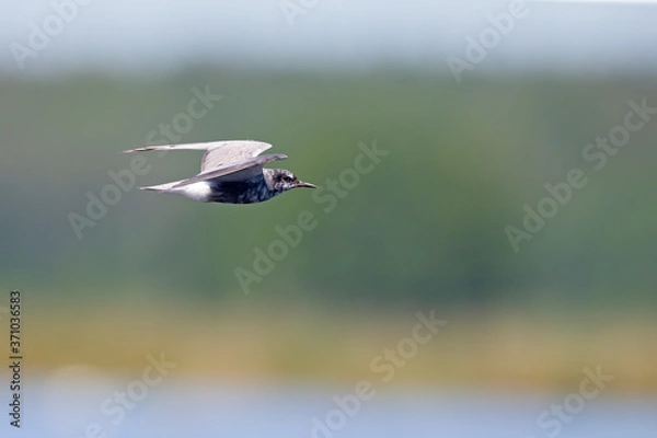 Fototapeta black tern (Chlidonias niger) foraging in the sky above a lake in Germany.