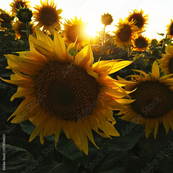 Fototapeta Sunny photo of field with sunflowers and sky inside. Watercolor sunflowers for print design, floral background. Summer nature landscape and beautiful spring garden