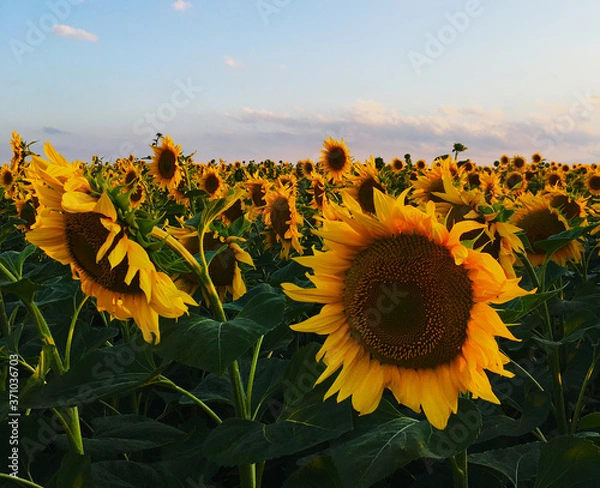 Fototapeta Sunny photo of field with sunflowers and sky inside. Watercolor sunflowers for print design, floral background. Summer nature landscape and beautiful spring garden