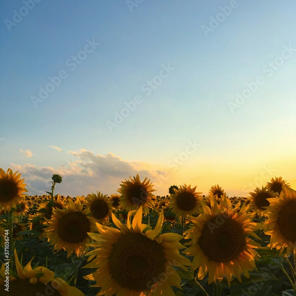 Fototapeta Sunny photo of field with sunflowers and sky inside. Watercolor sunflowers for print design, floral background. Summer nature landscape and beautiful spring garden