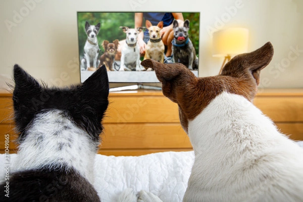 Obraz couple of dogs watching tv