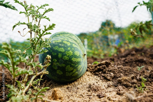 Fototapeta ripe watermelon in the garden