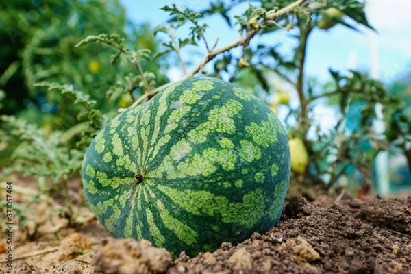Obraz ripe watermelon in the garden