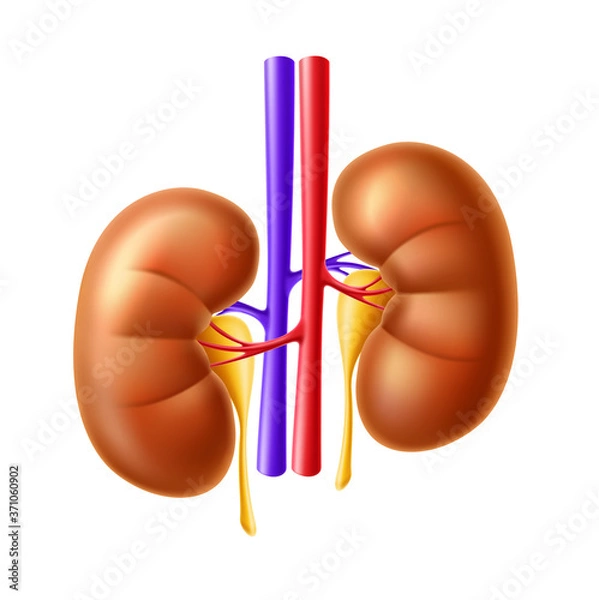 Fototapeta Vector human kidney anatomy structure 3d icon